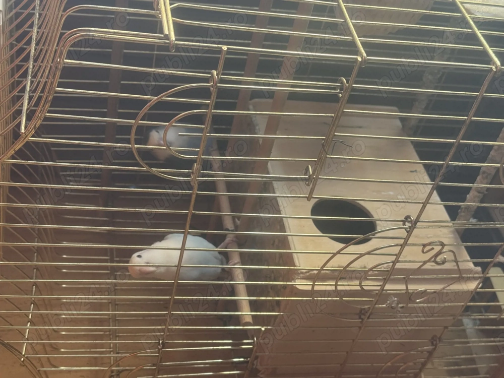 De vânzare doi agapornis cu tot cu colivie