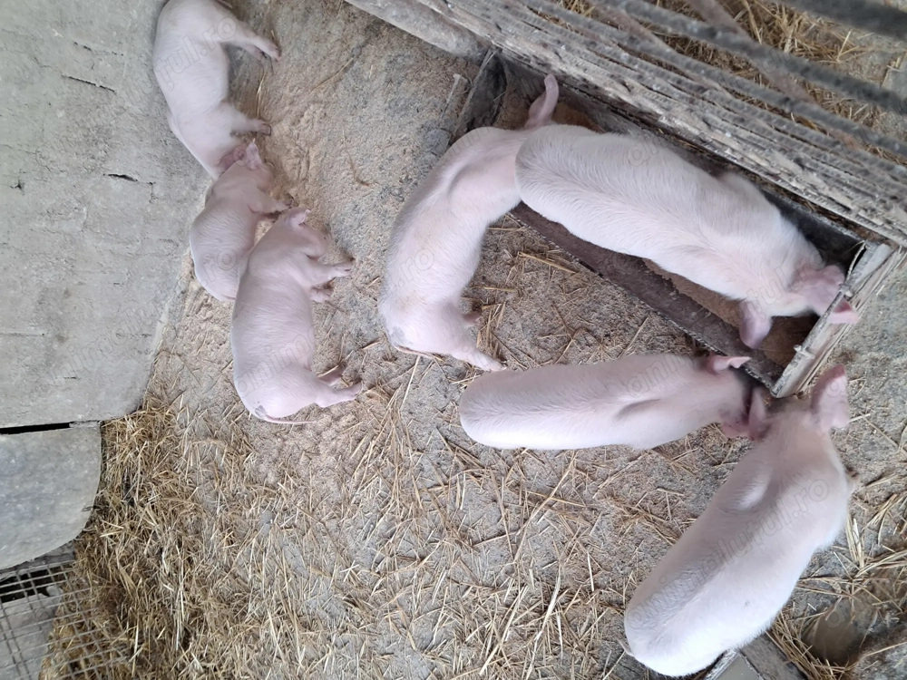 De vinzare purcei landrace