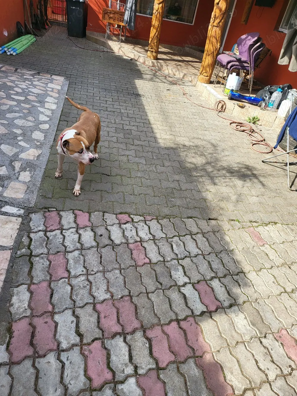 donez femela rasa amstaff 