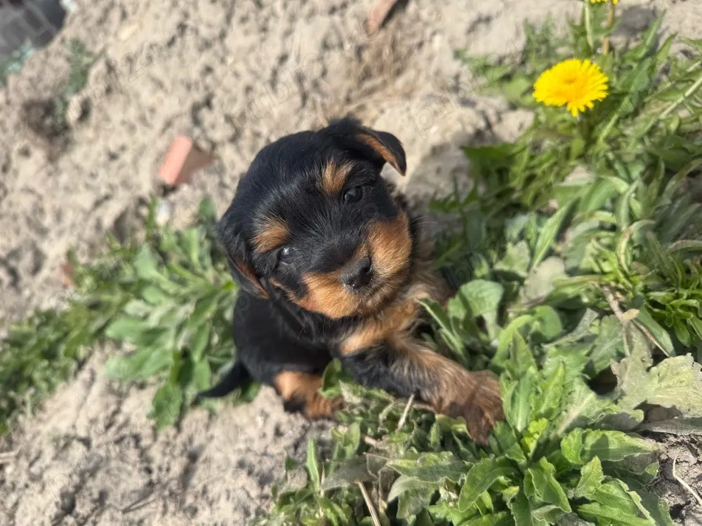 vand cacei York Shire Terrier