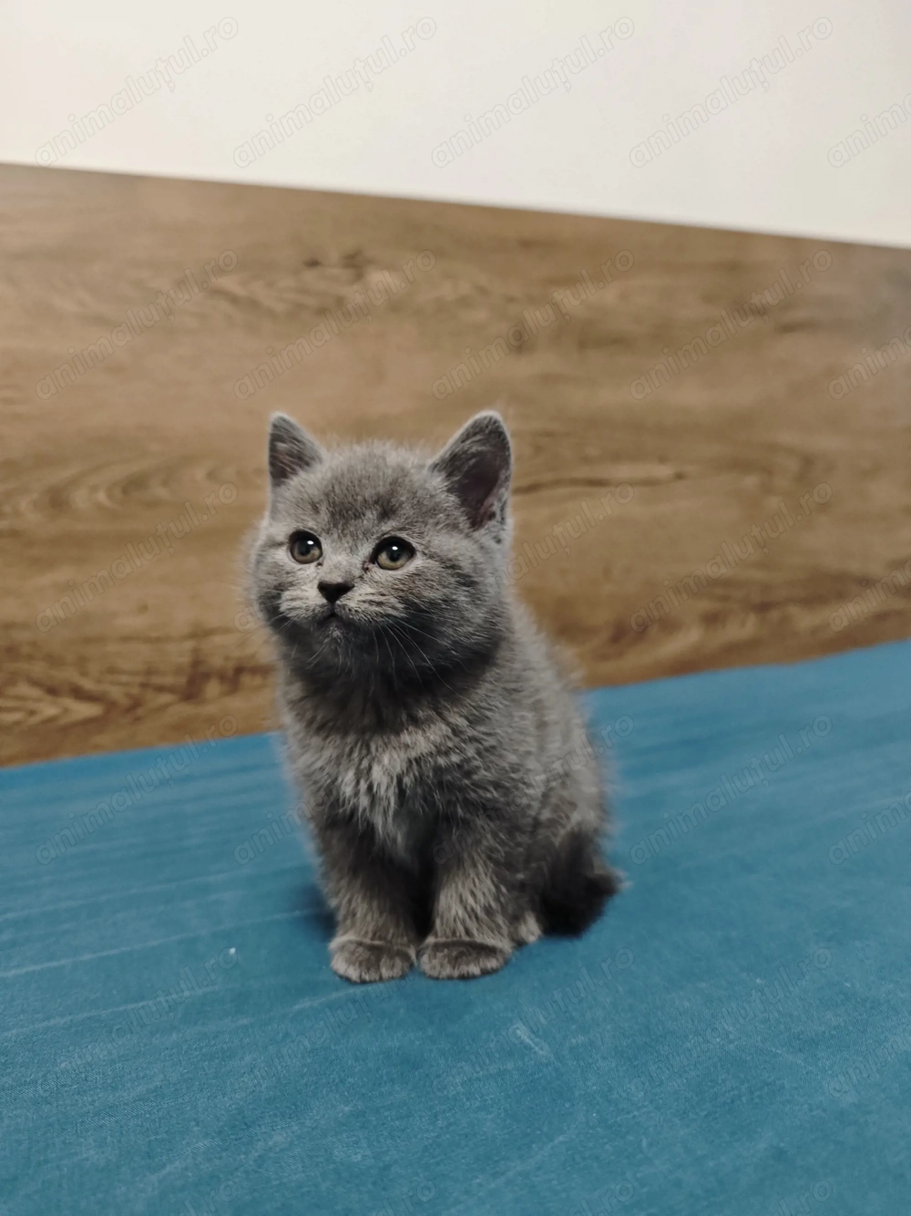 Pisoi british shorthair 
