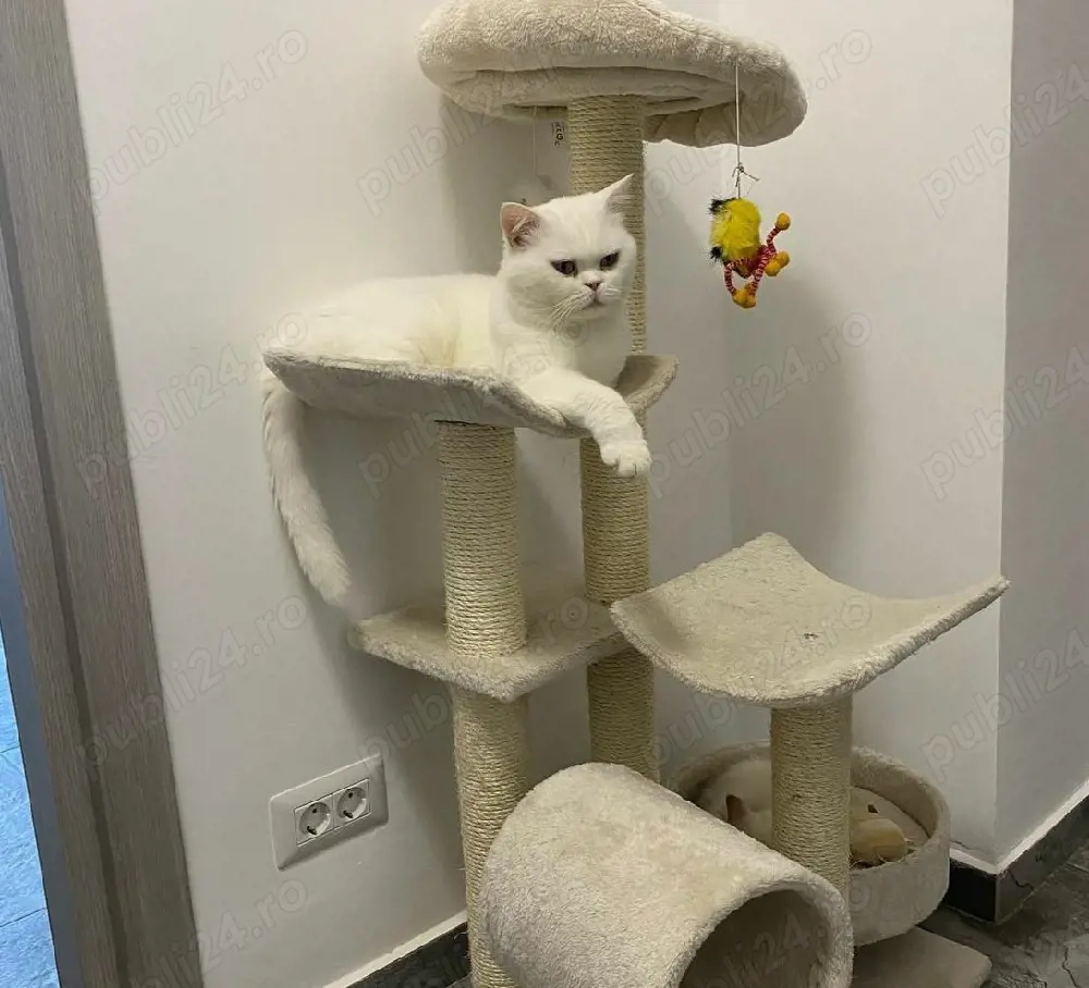 British Shorthair White 