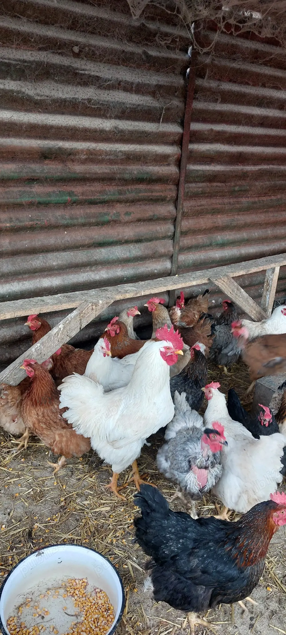 cocoși albi de 1 an