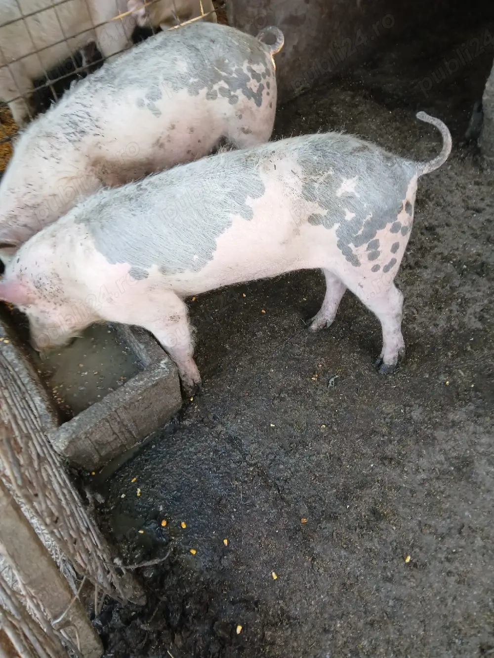 Dau porci 