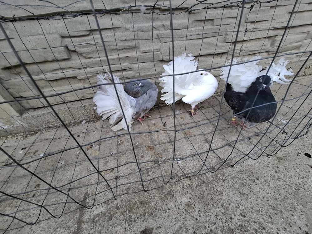 Vand porumbei voltați 