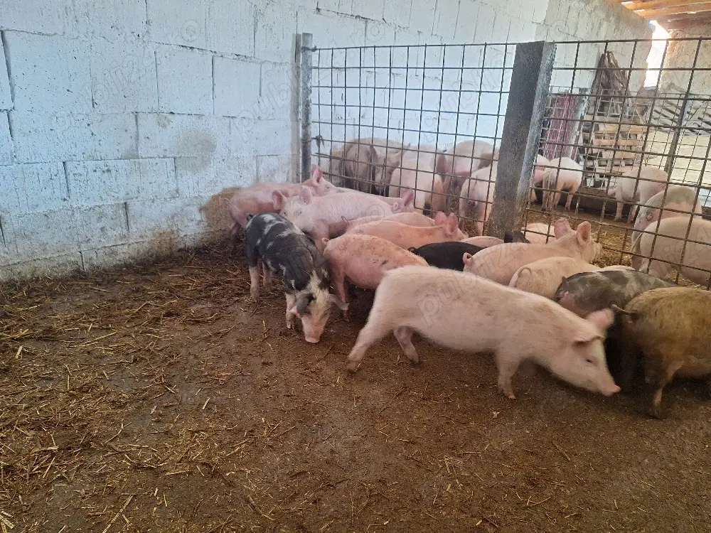 de vanzare purcei de carne pret pe toti 320