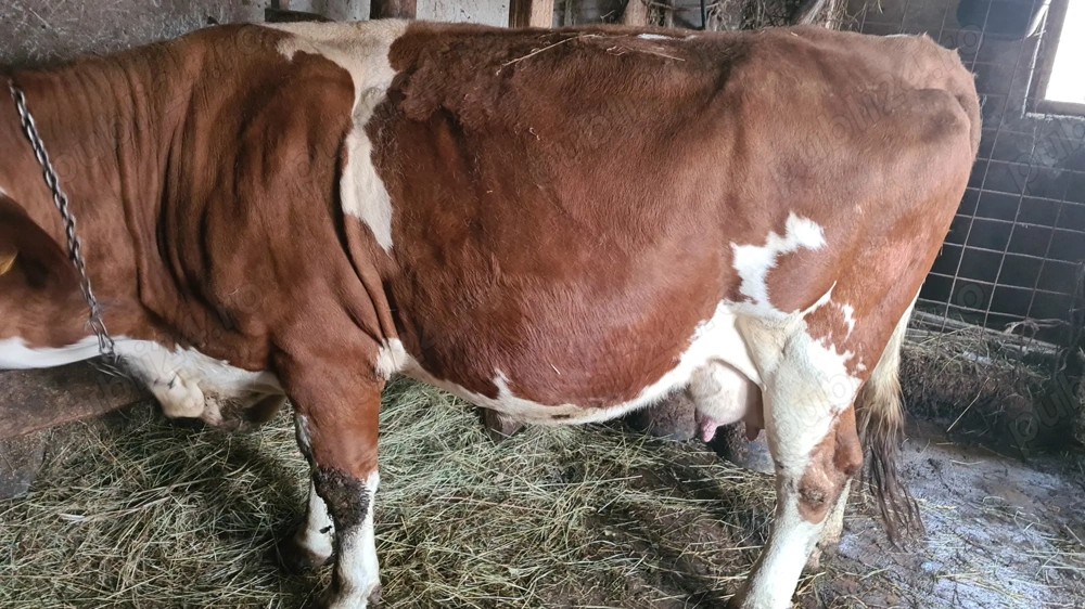 Vând 2 vaci, o juninca,  un vitel 