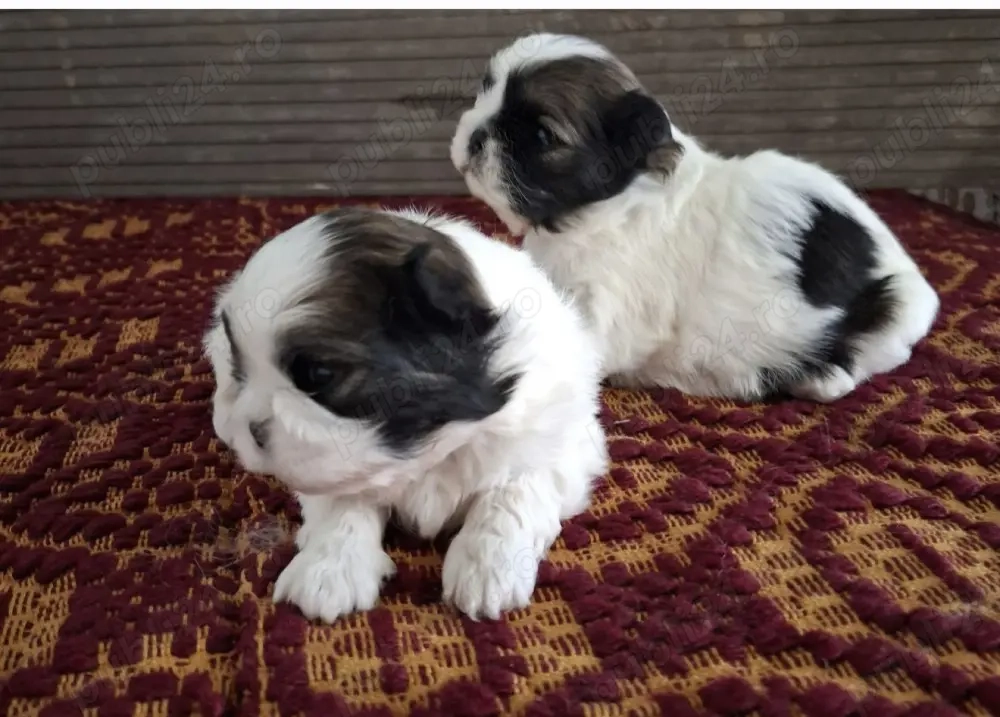 Shihtzu puiuți 