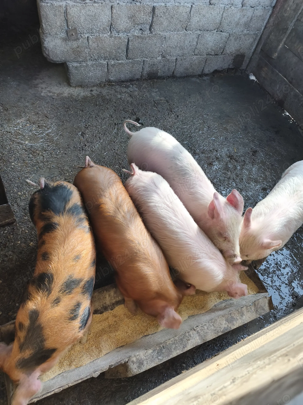 Vând 2 grasunasi la.alegere