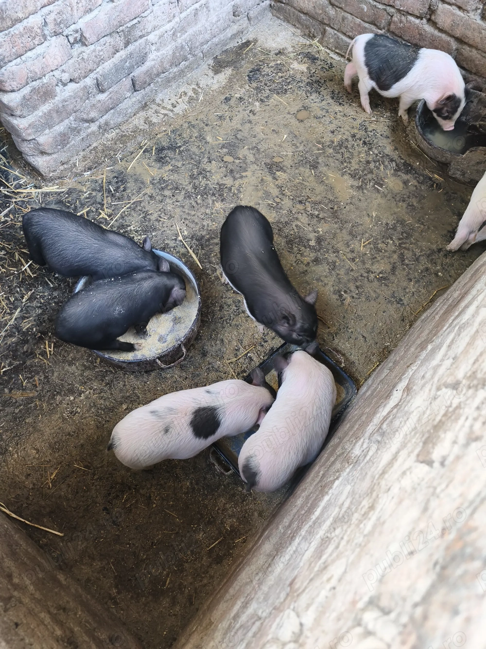 Vând purcei vietnamezi 