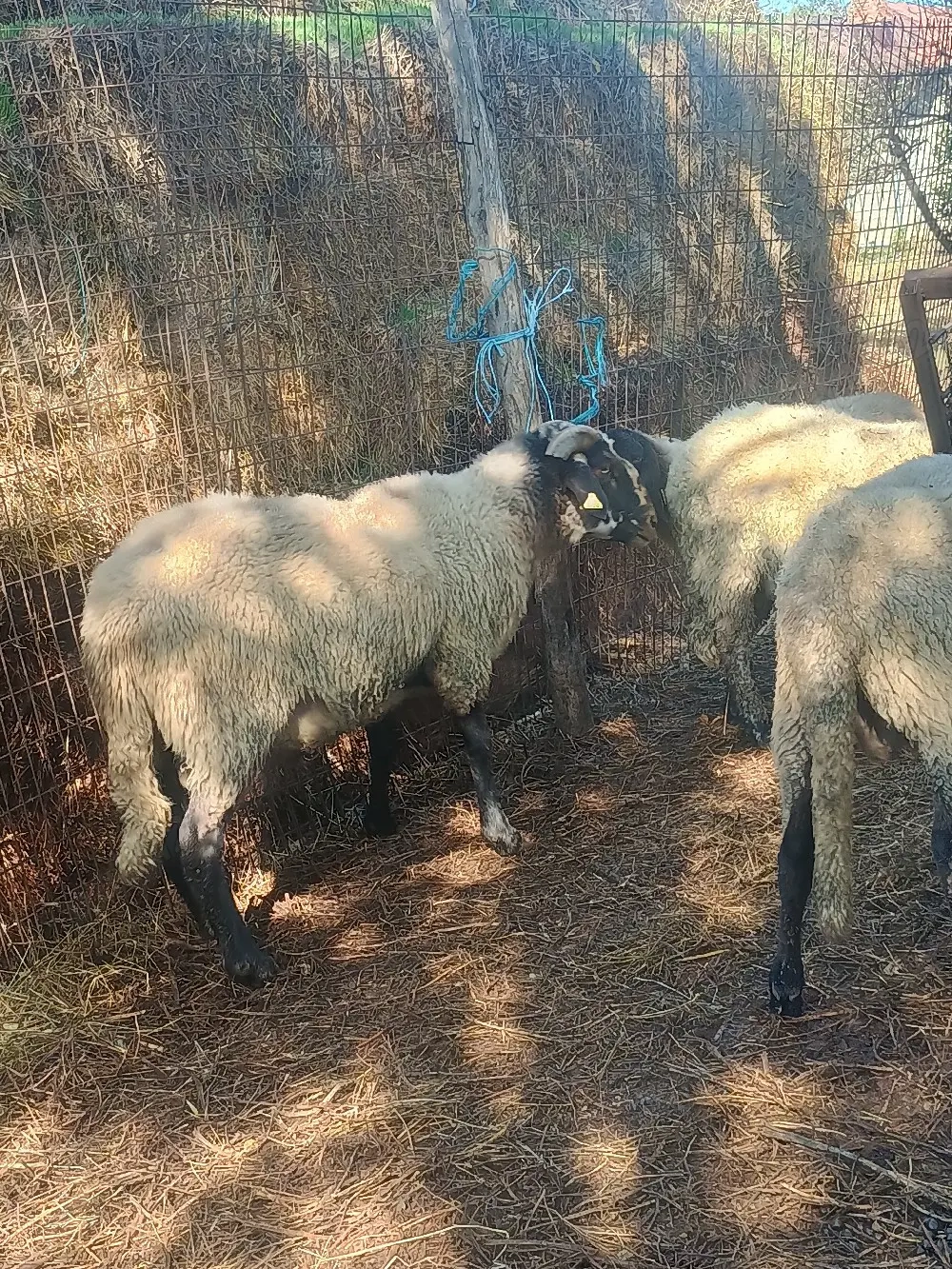 berbec de vanzare sau schimb 