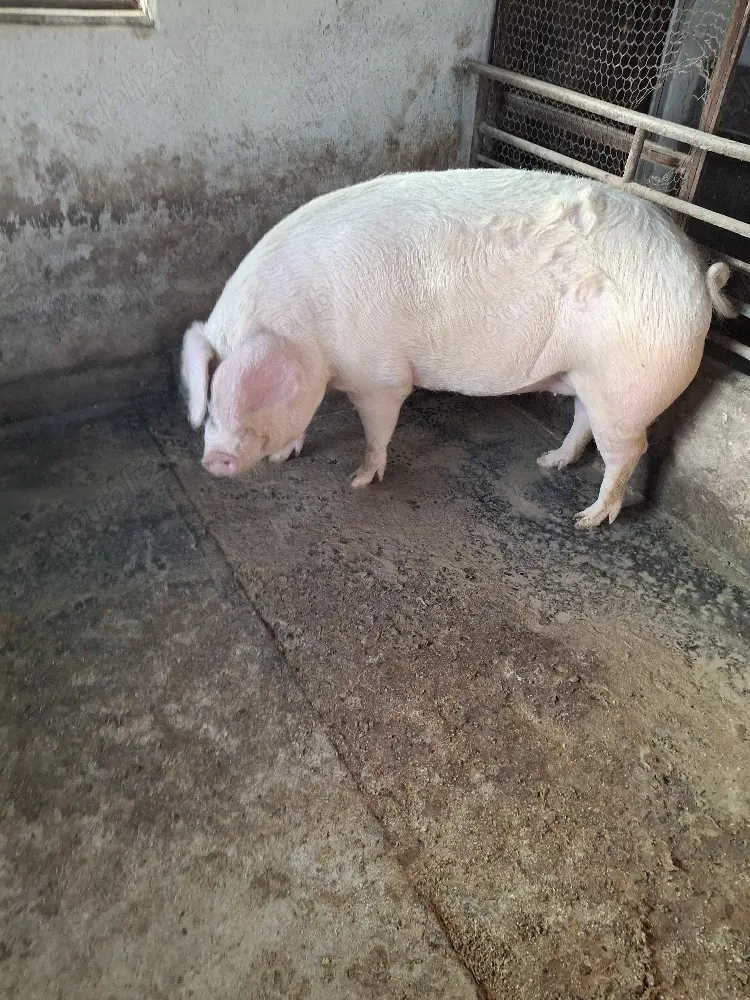 vind porc gras in jur de 170 kg