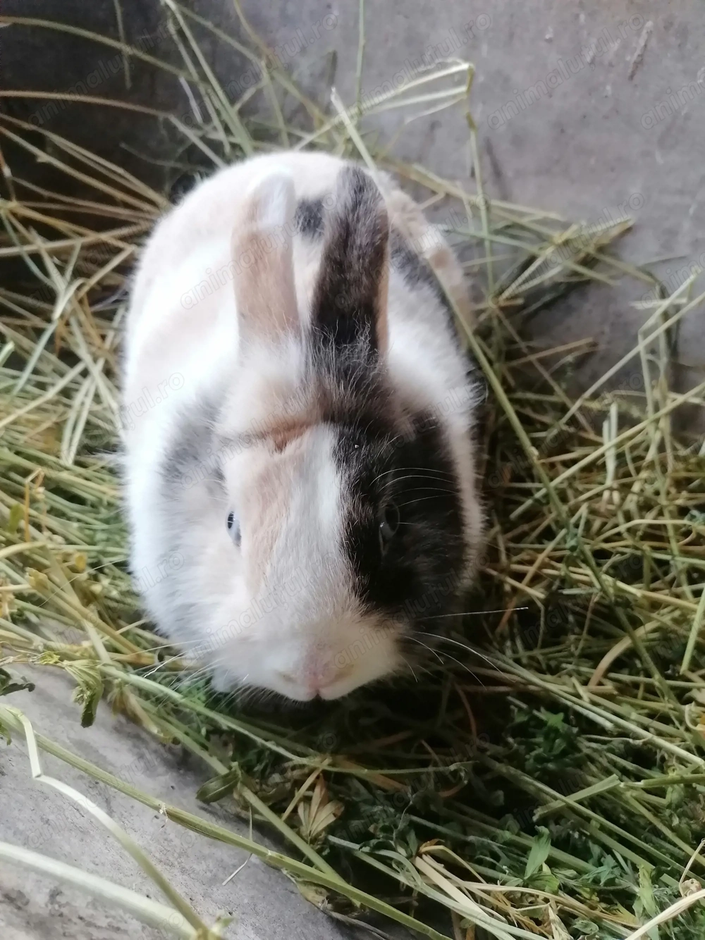 De vânzare 1mascul și 3femele 