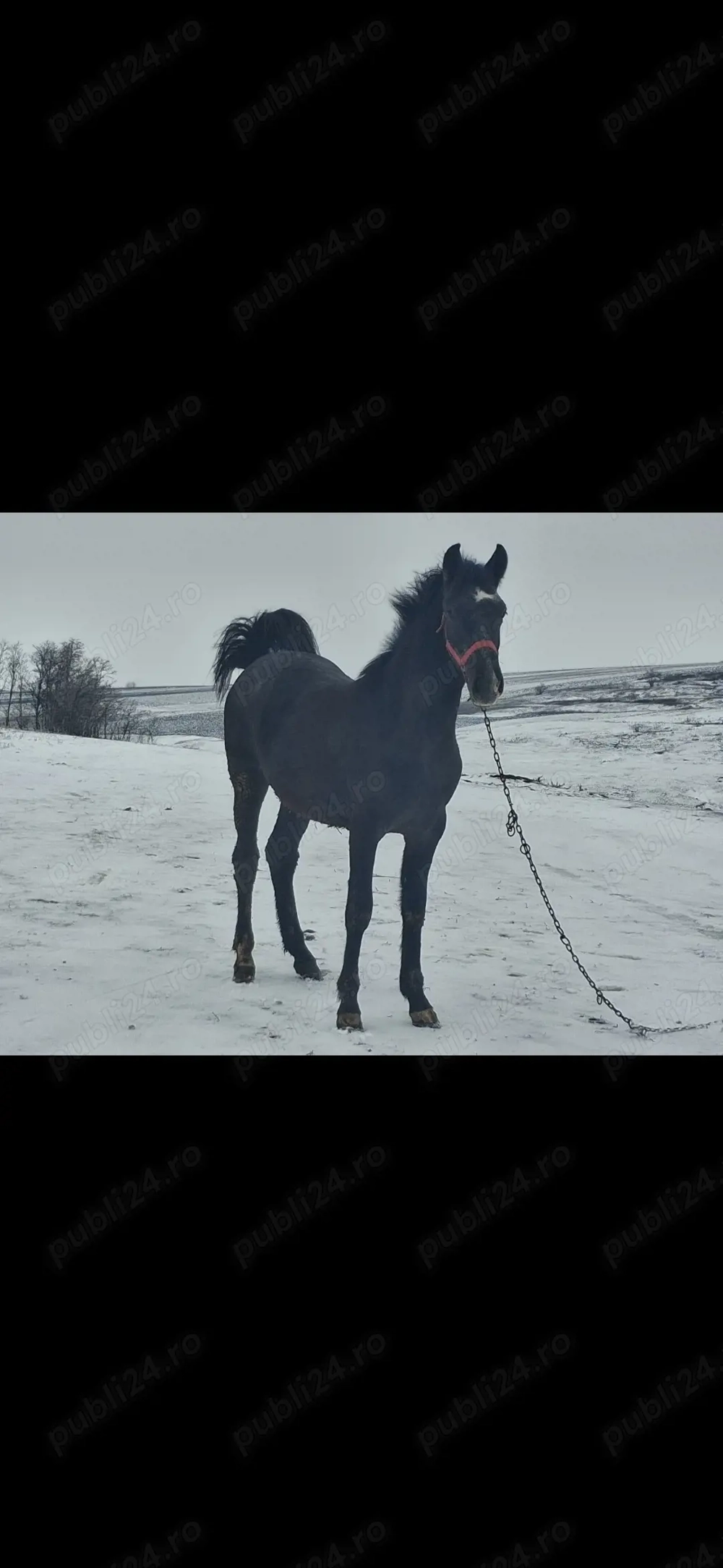 Manz de 11 luni .Preț  5000 RON 