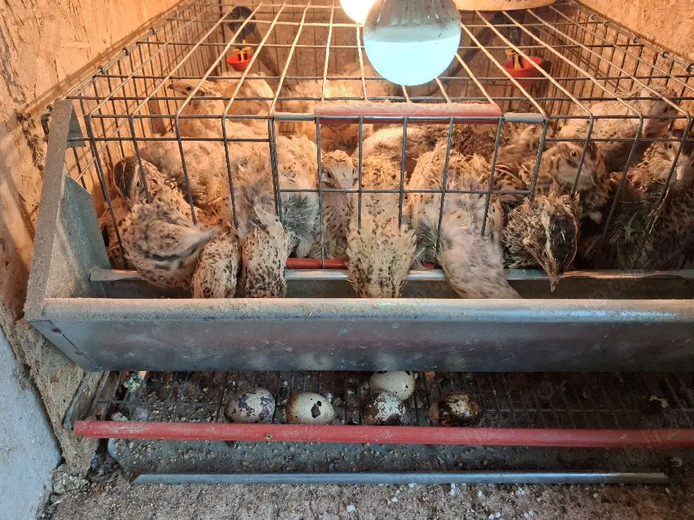 vand prepelite din rasa Jumbo