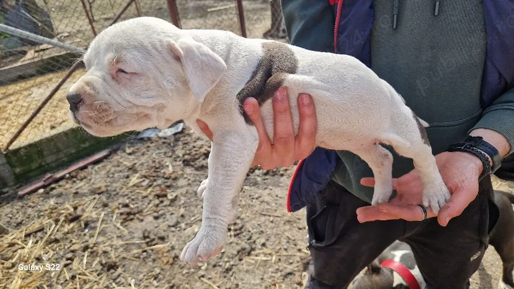 amstaff 1 mascul 