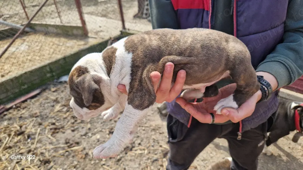 amstaff 3 masculi 3 femele