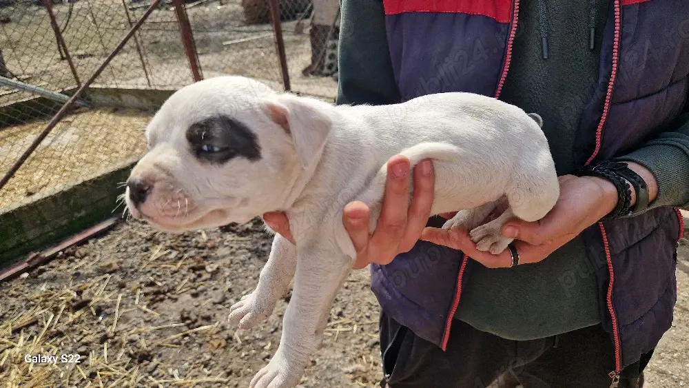 amstaff 1 mascul 3 femele