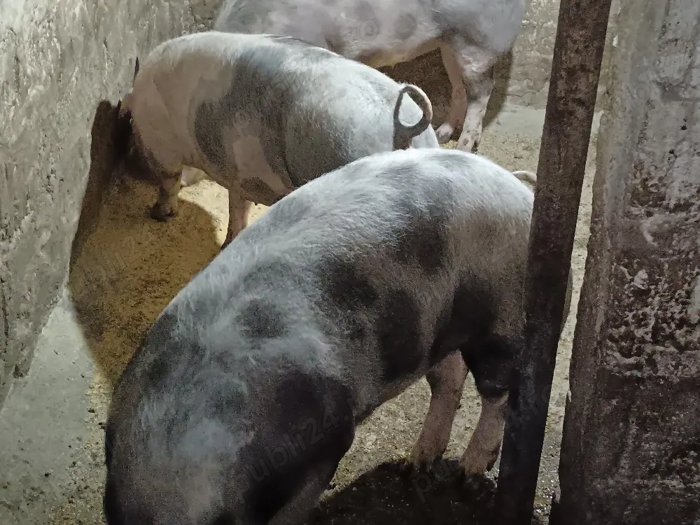porci de vânzare 