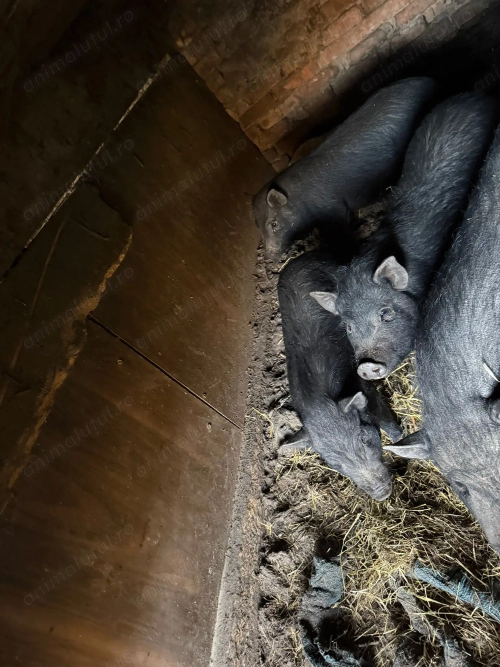 vând 3 porci vietnamezi 