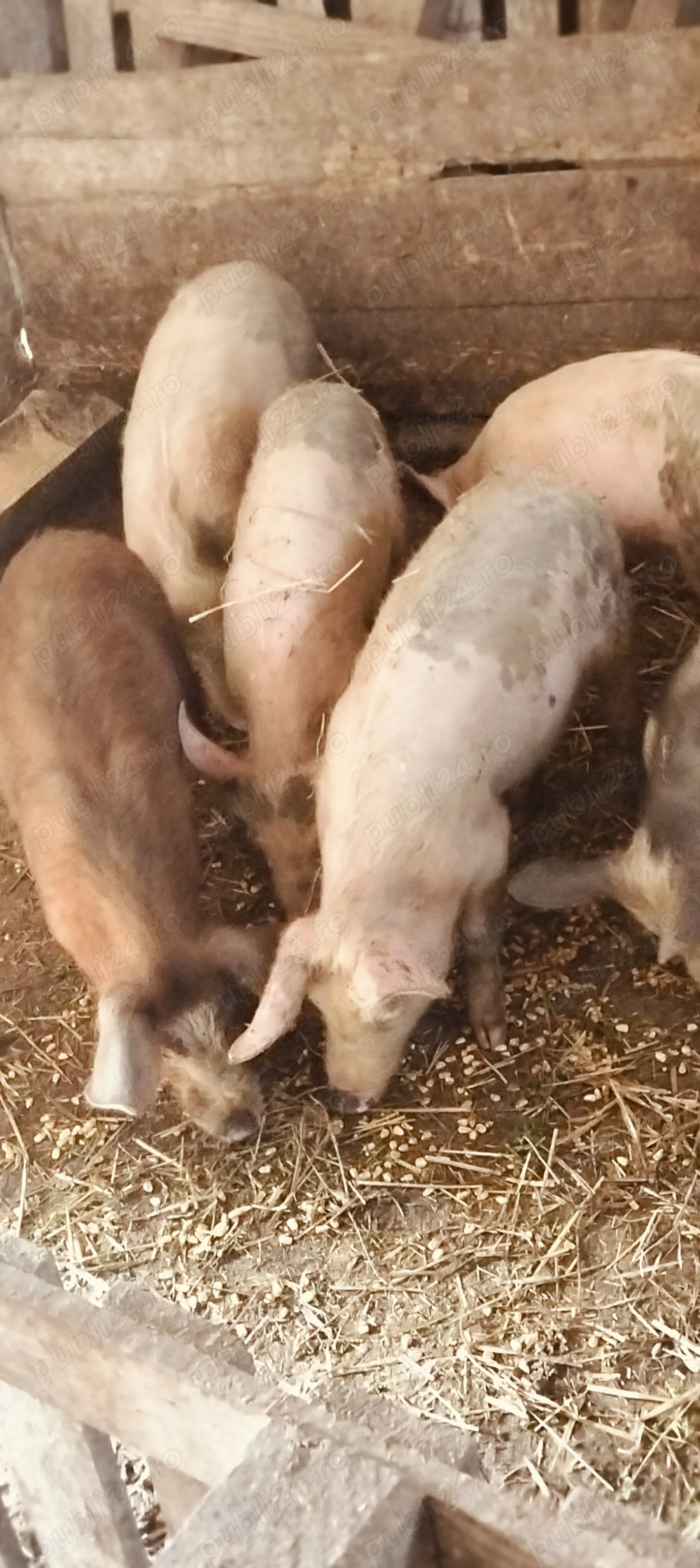 Șoldani de 30-35 kg