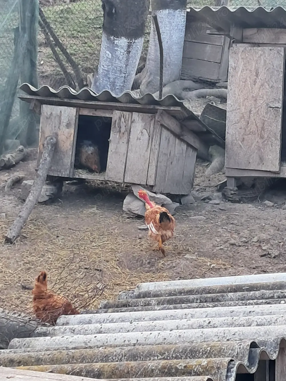 trei cocoși disponibili 