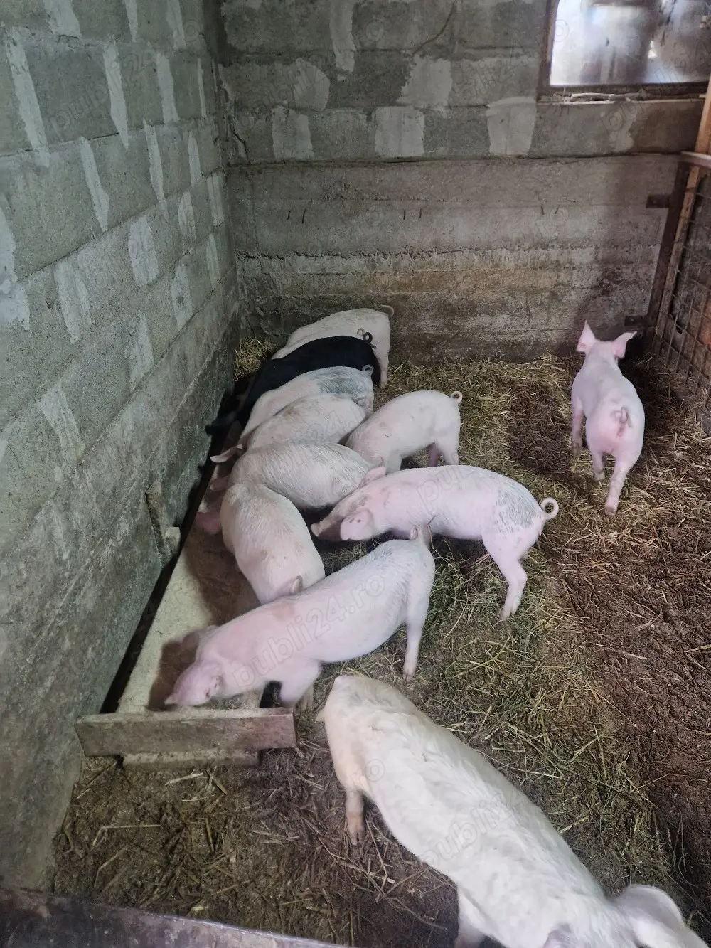 purcei de 9 saptamani