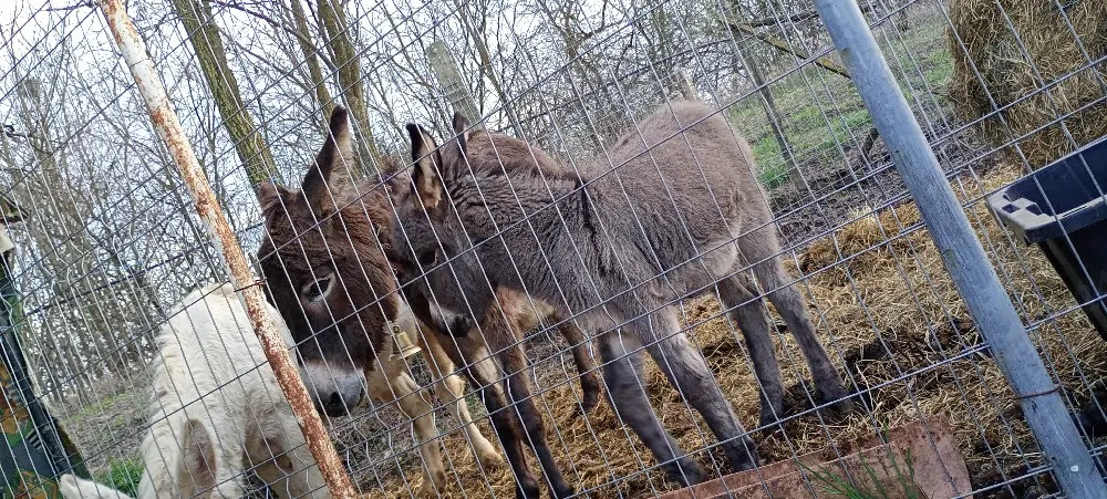 vand măgăriță proaspăt fătată cu fetița 