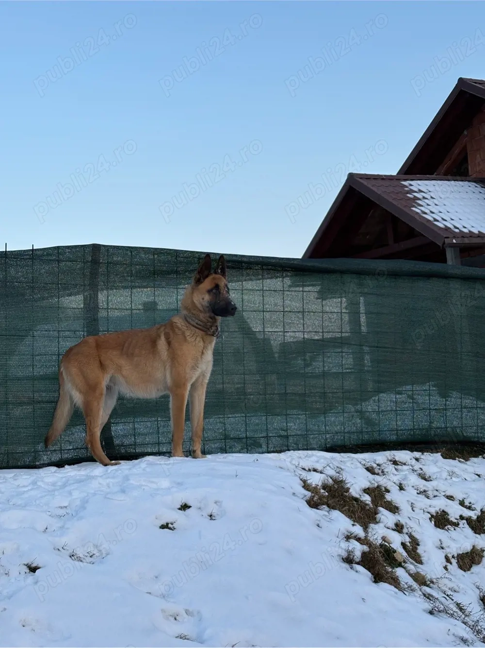 Vand Belgian Malinois