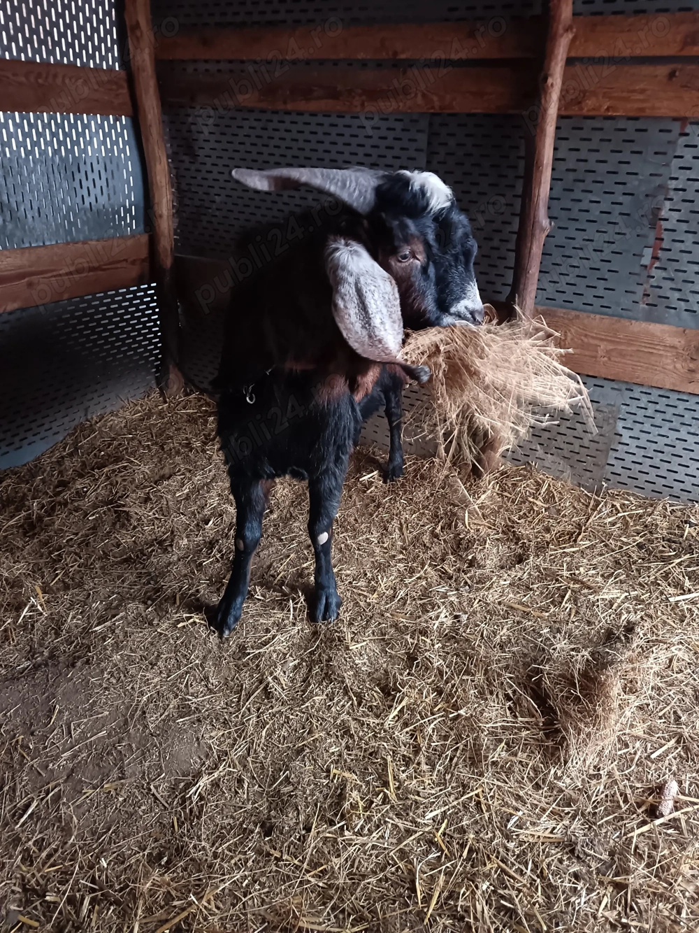 Se vinde țap de rasa 