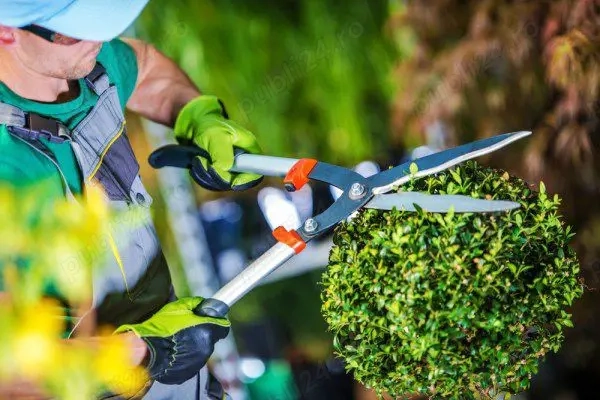 intretinere gazon tuns iarba sisteme de irigatii gradinar spatii verzi amenajari curti gard viu  pom