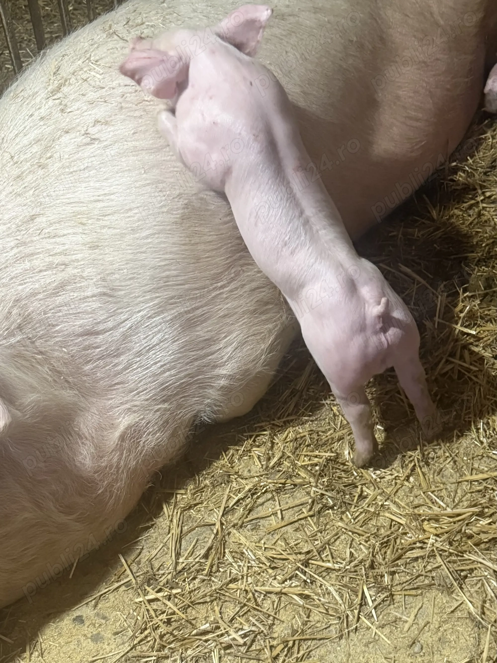 Landrace x pietrean belgian 