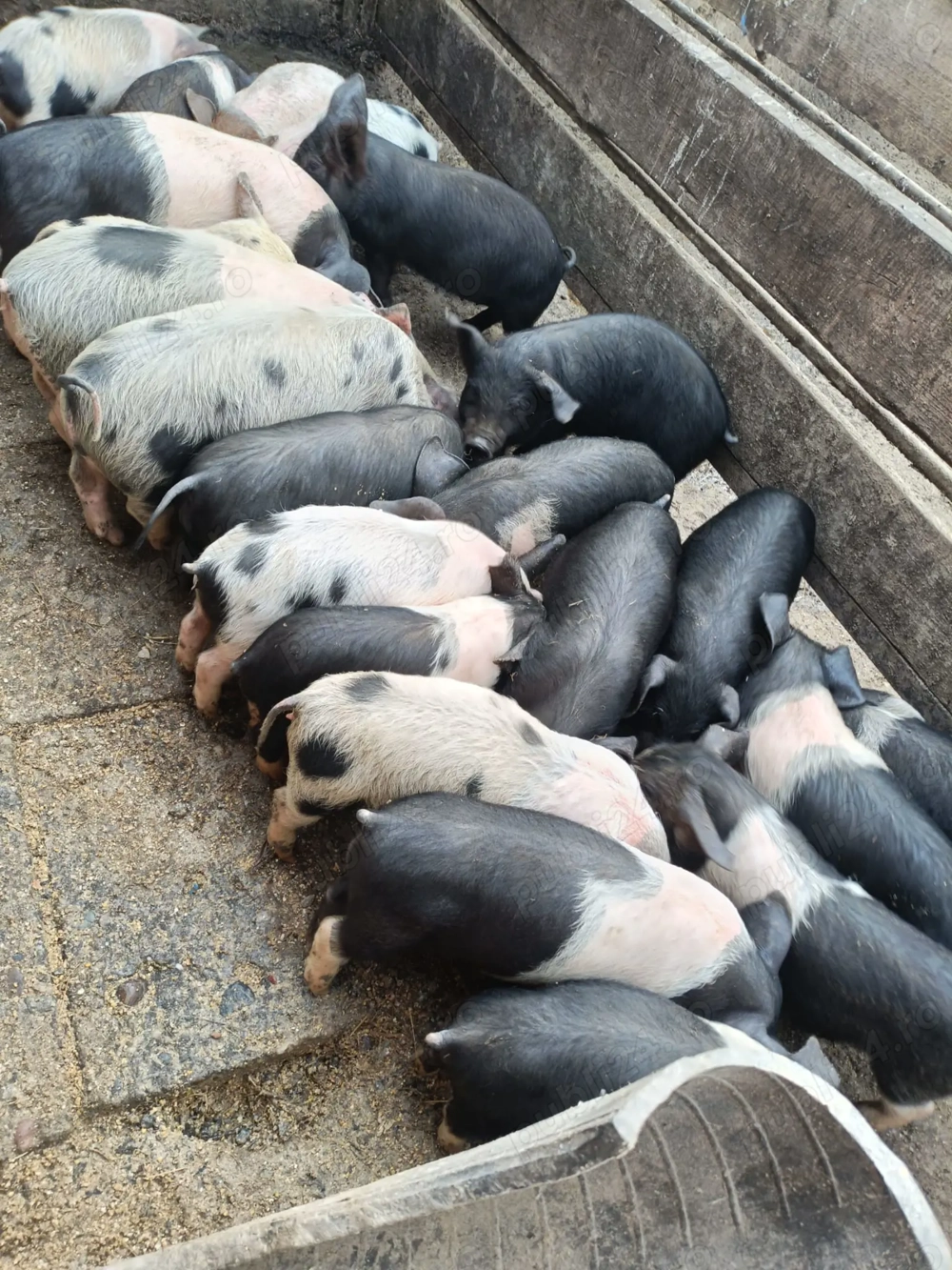 Vând purceii pentru mai multe detalii la telefon!!!