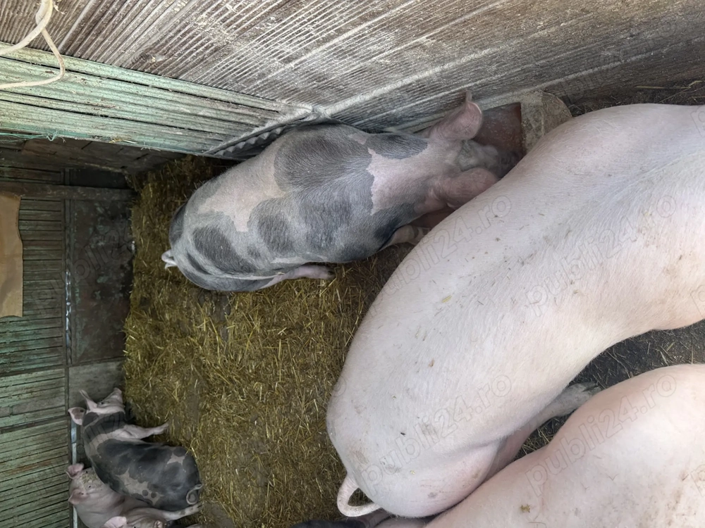 Porci de vânzare 100 140 kg 