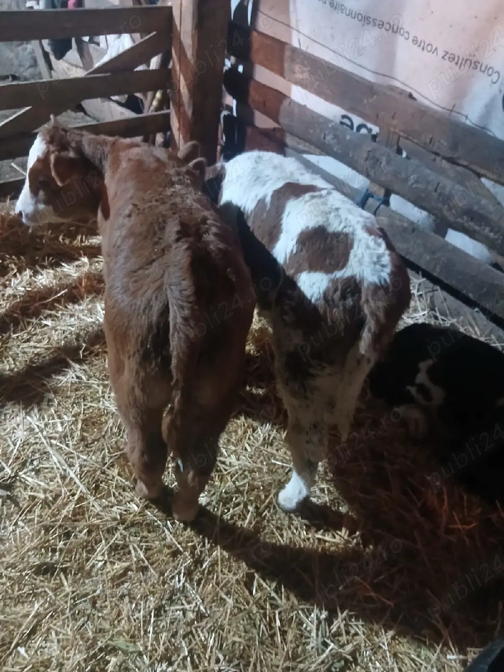 Viței de vânzare!!