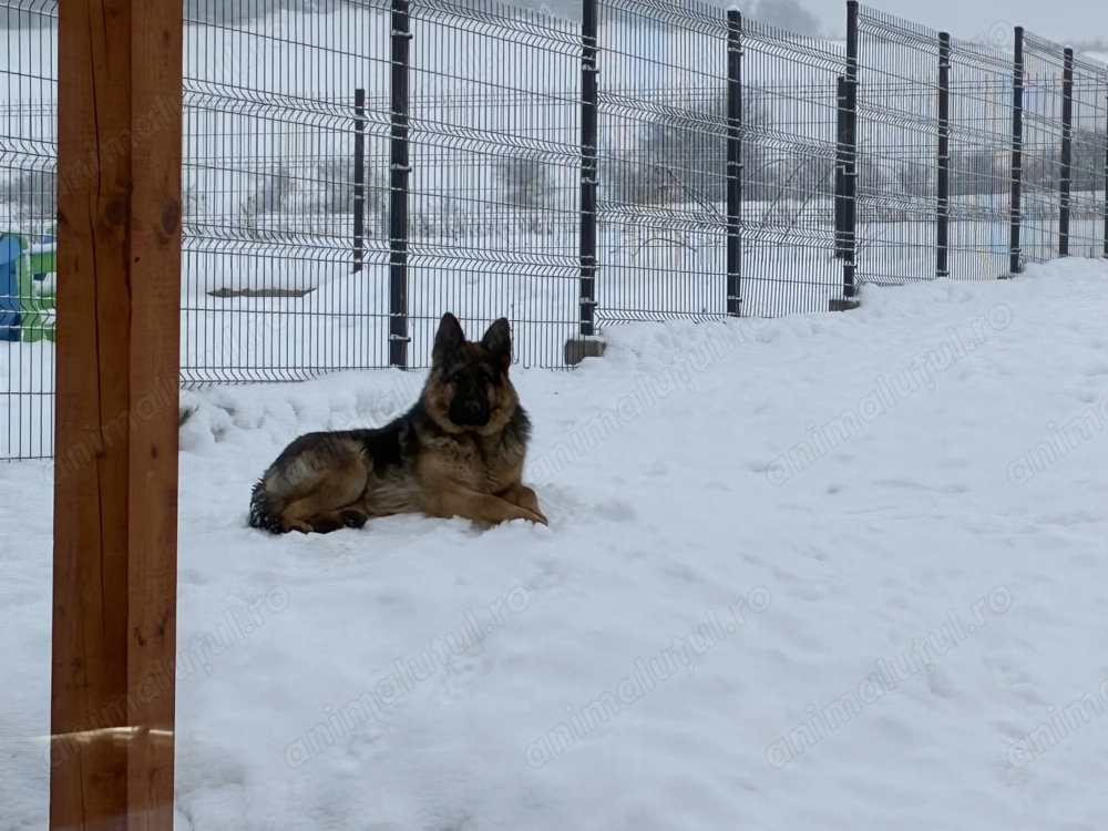 Donez dau spre adopție femelă ciobănesc german 11 luni