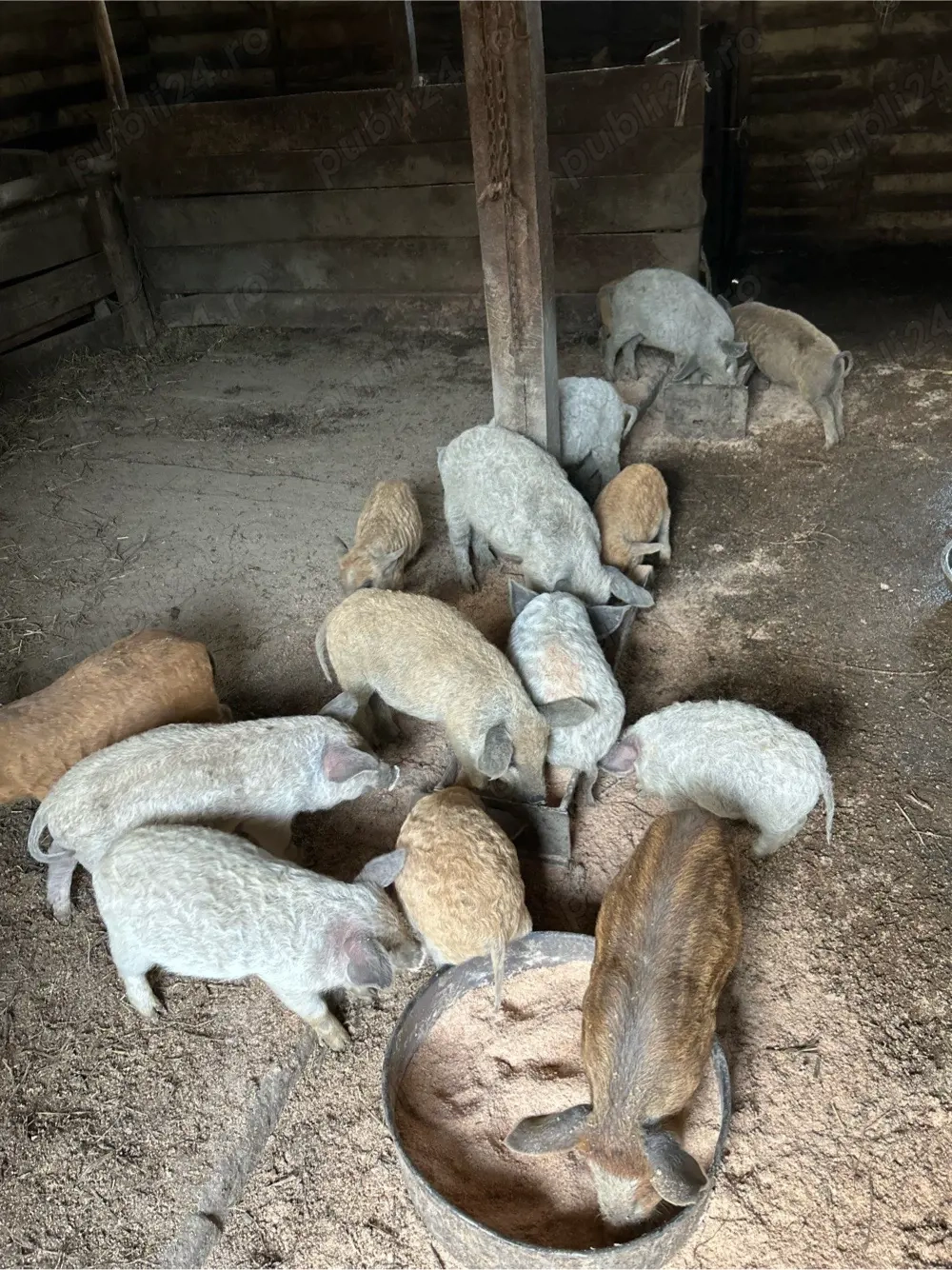 Purcei mangalita intarcati 