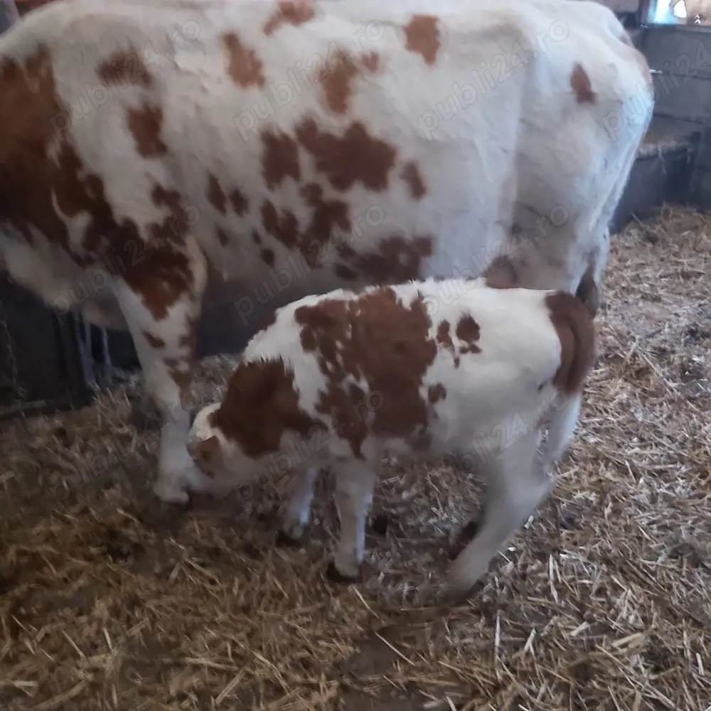 vaca fatata de 3 saptamani 