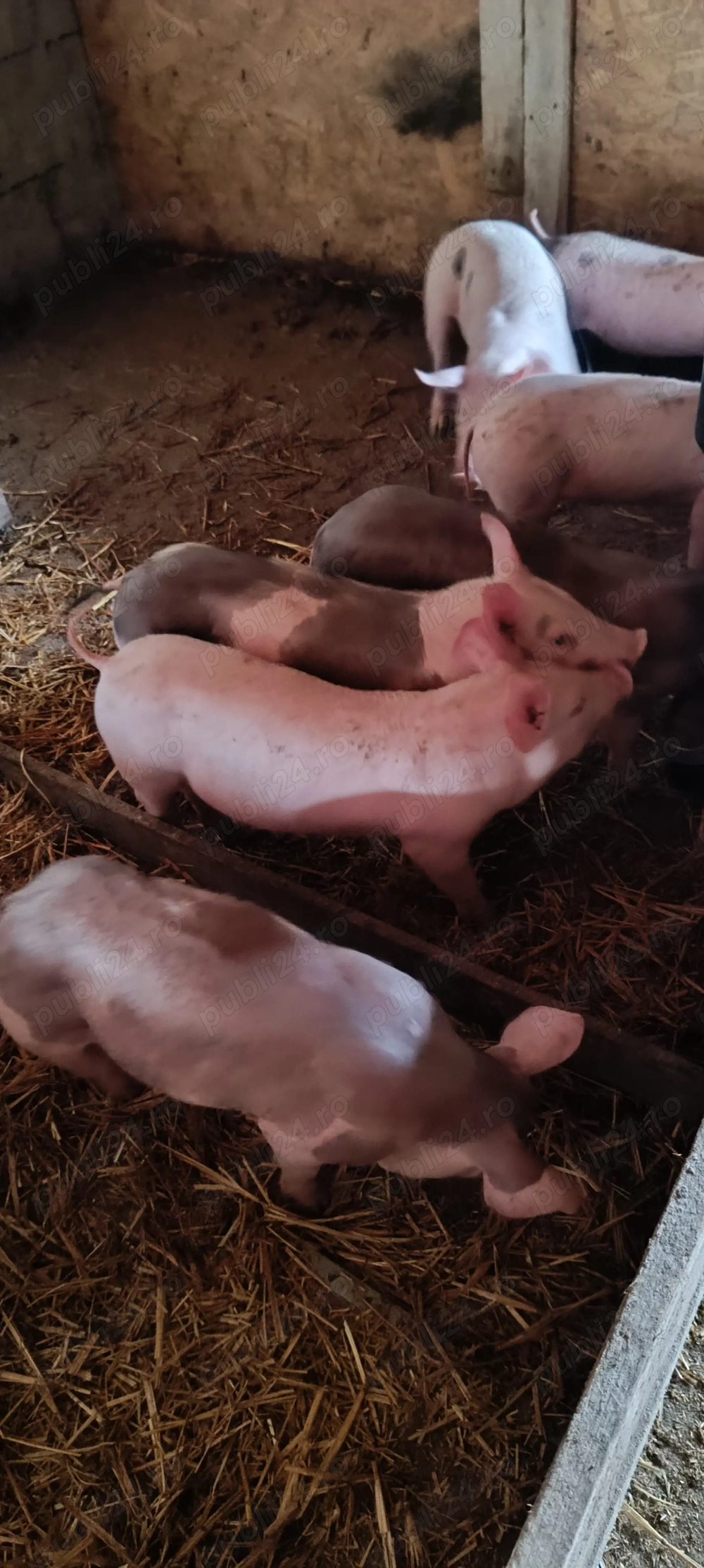 Vând purcei de rasă!