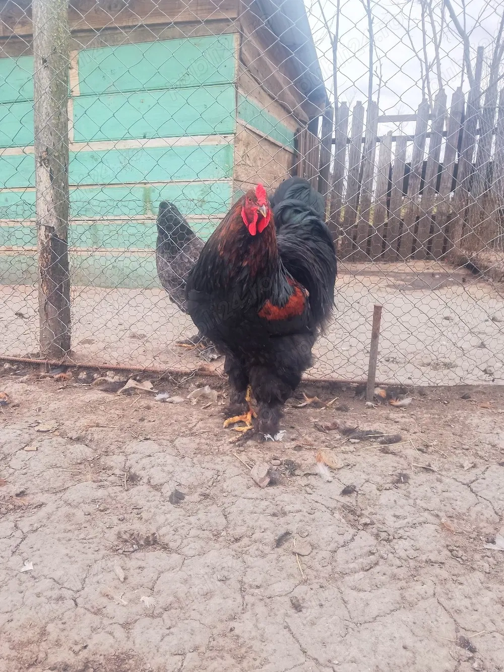 Vând ouă de brahma