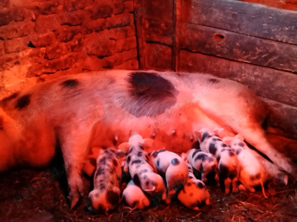 Vând scroafă cu purcei 