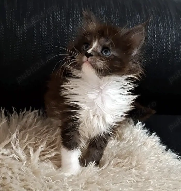 Maine Coon pisicuti cu Pedigree WCF-Magnificats-Felisa Timisoara