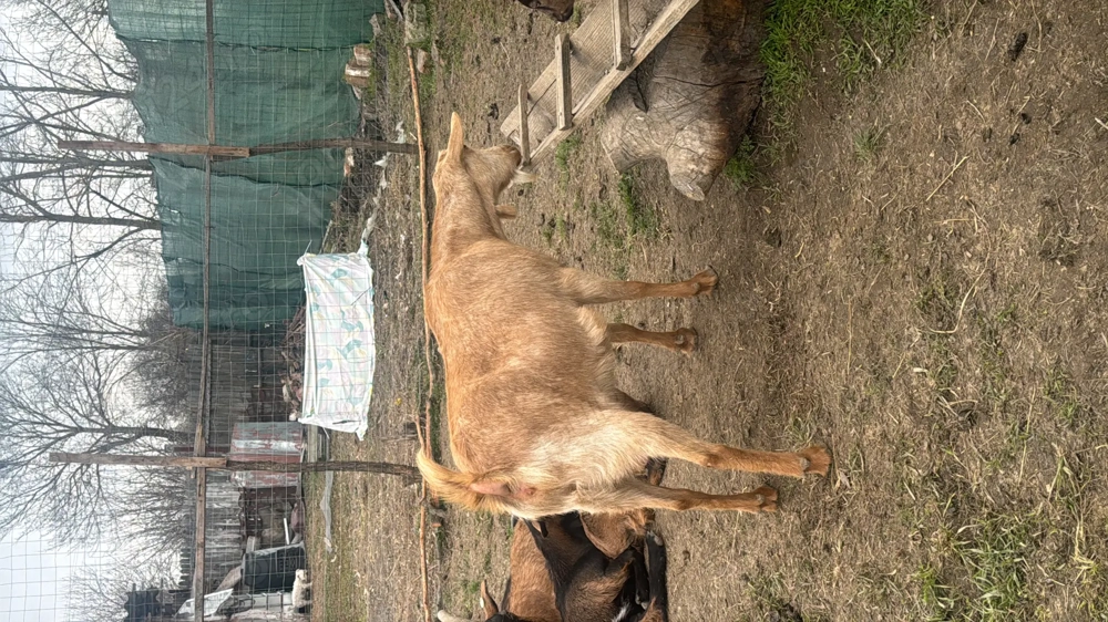 Capre cu ieși și fara