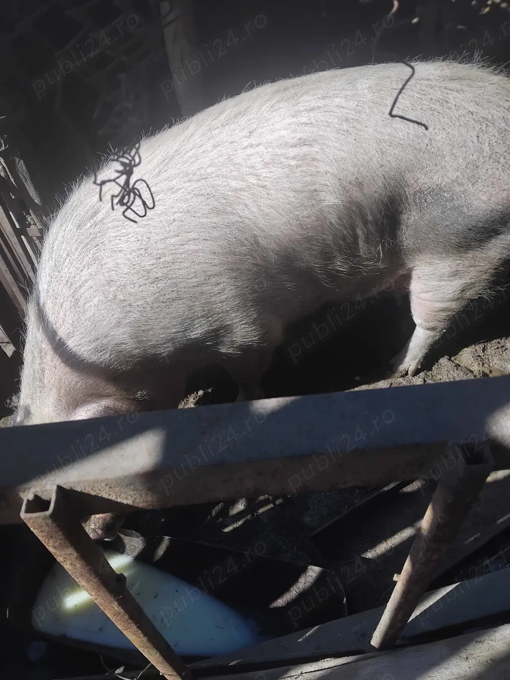 Vand Purcea Marele Alb-Pietran