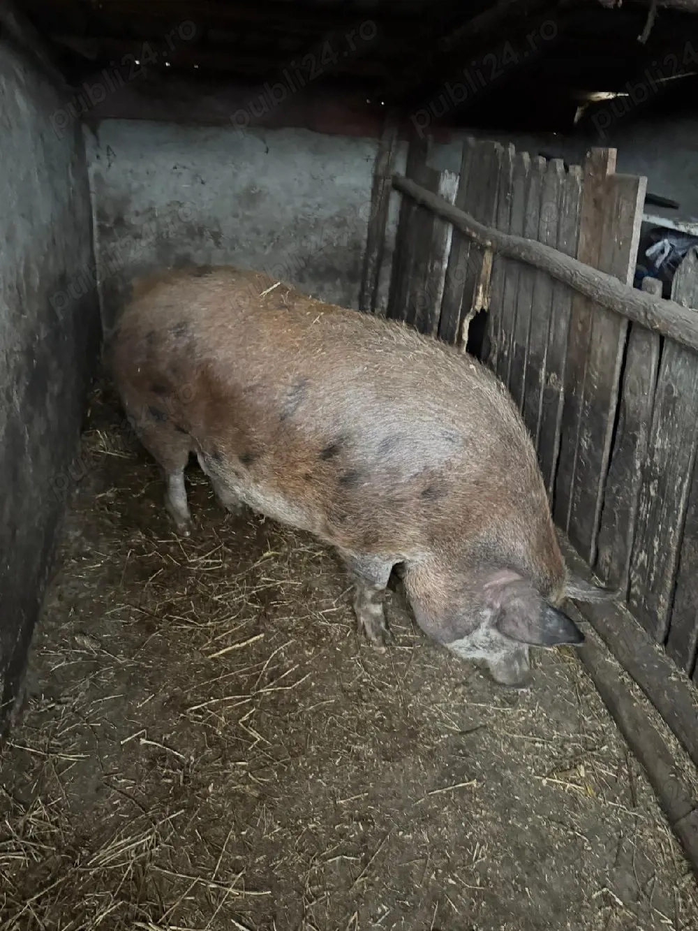 Vand porc de sacrificat