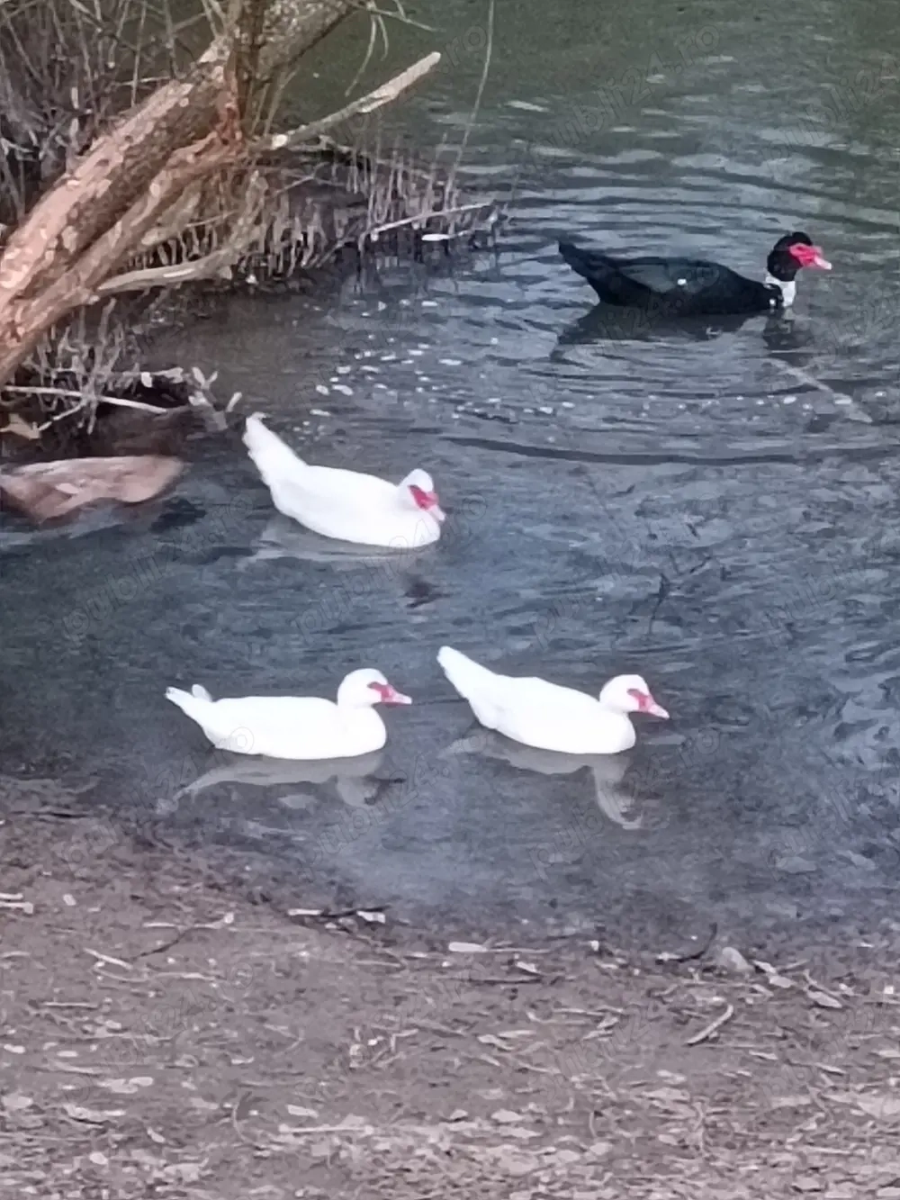 Vând rațe mute 3 rațe și doi rățoi 