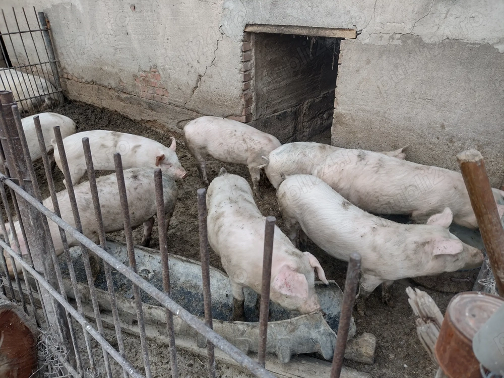 Grăsuni de vânzare 