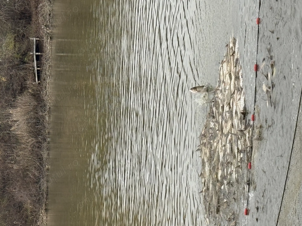 Fitofag pentru populat sau consum