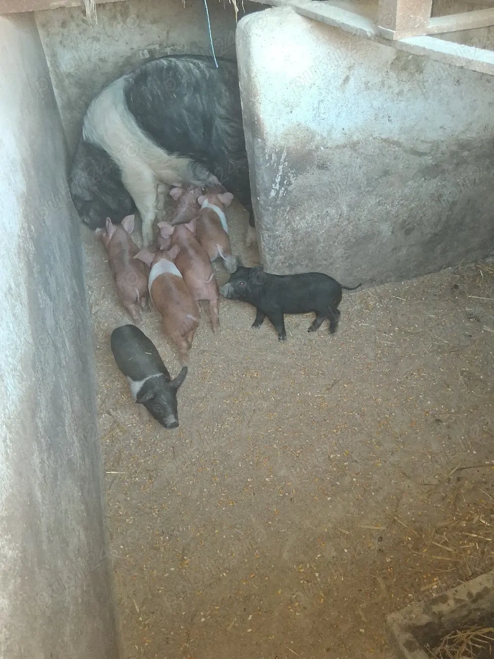 Vand purcei de 7 saptamani