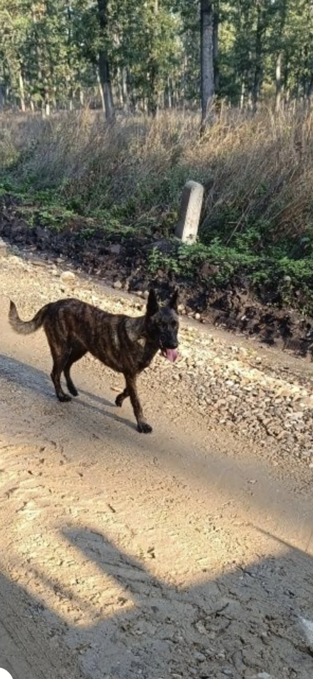 Vand urgent Femela Ciobanesc Belgian Malinois